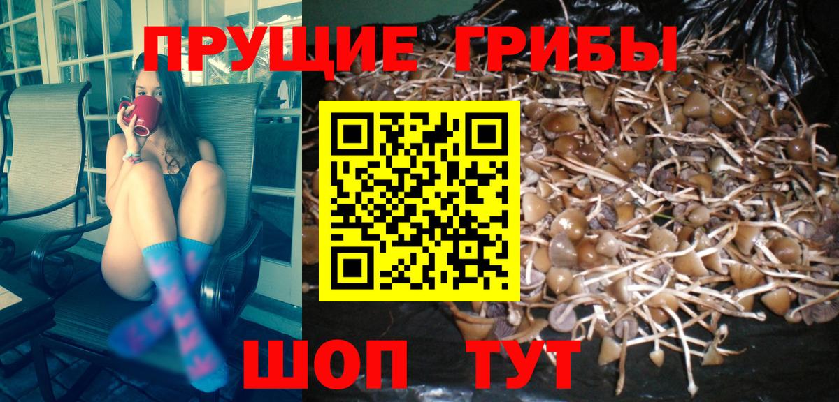 Абакан  Псилоцибиновые грибы Cubensis  Вход с VPN 